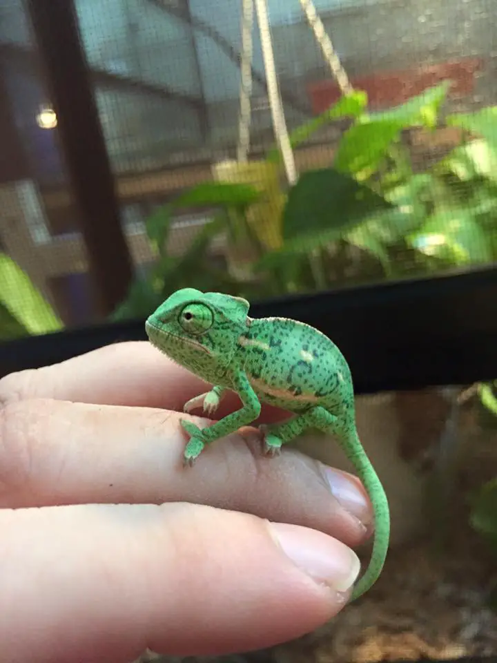 baby veiled chameleon – ChameleonOwner