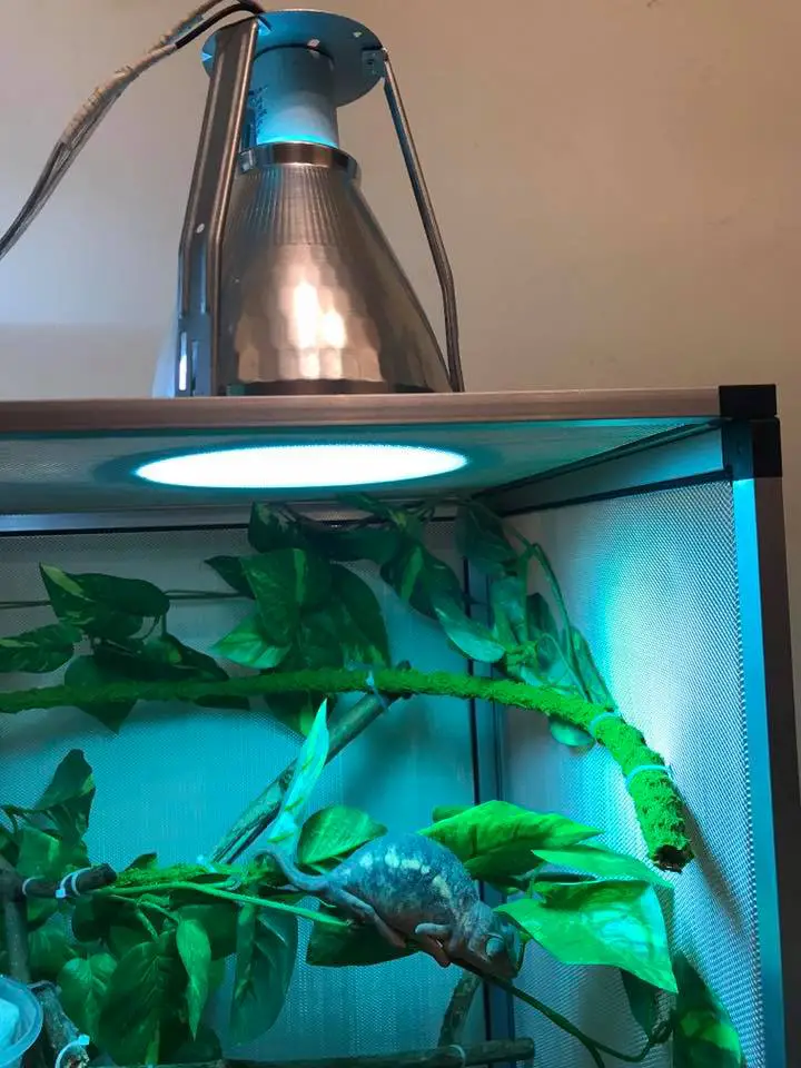 light for chameleon