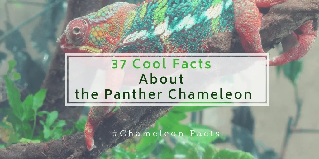 panther chameleon