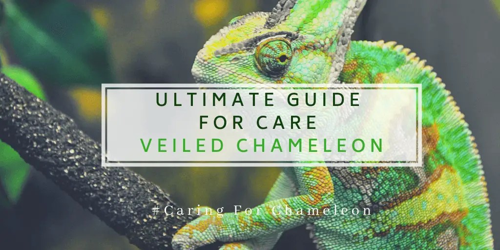 ULTIMATE GUIDE FOR CARE VEILED CHAMELEON