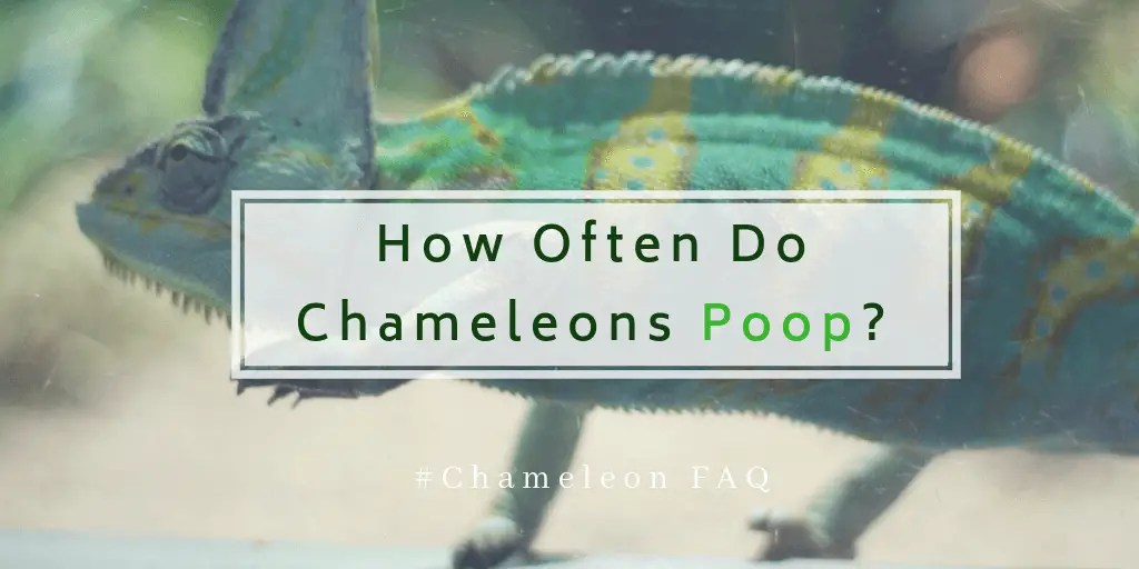 chameleon's poop