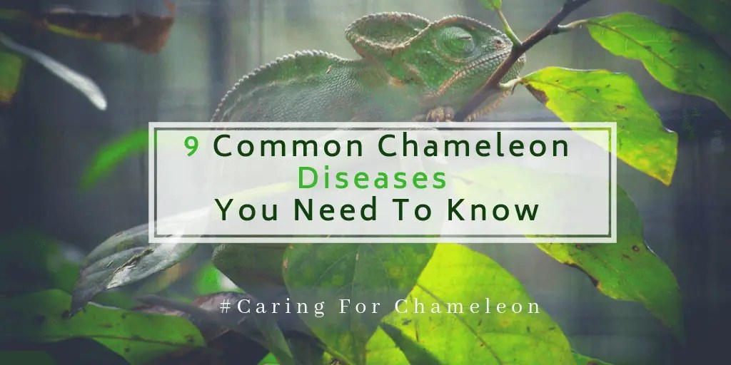 Chameleon Diseases