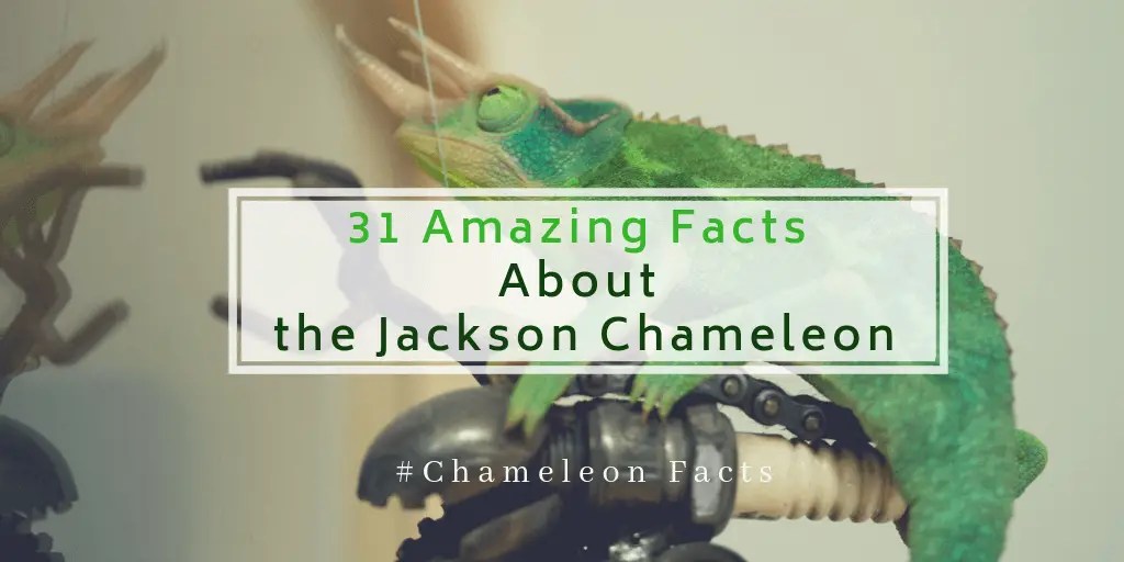 31 Amazing Facts About the Jackson Chameleon