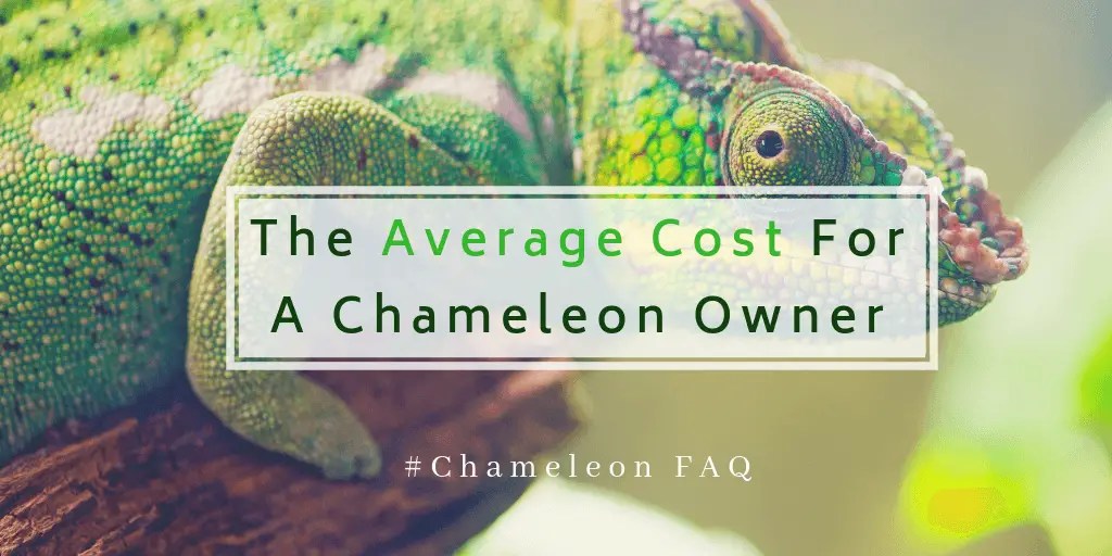 The Average Cost For A Chameleon Owner