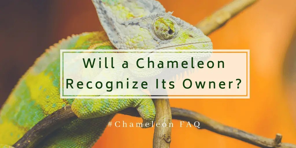 Will a Chameleon Recognize Its Owner