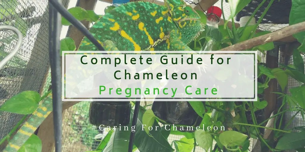 Chameleon pregnancy care